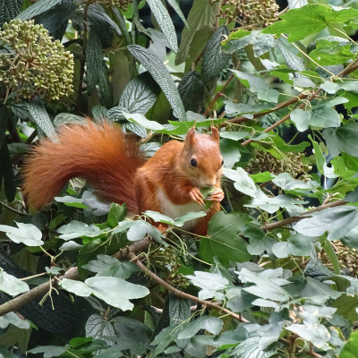 Und weitere Freunde im Garten